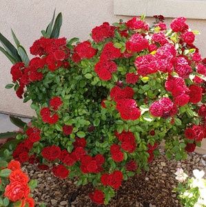 Meet your Posher, Daniela